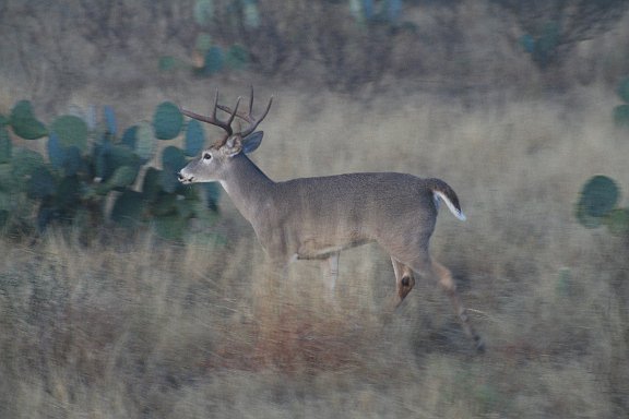 IMG_9088.JPG