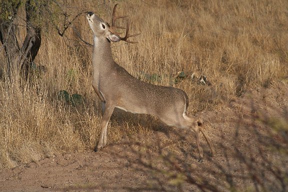 IMG_9129.JPG