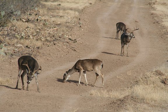 IMG_9151.JPG