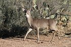 IMG_8617