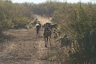 IMG_8977