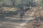 IMG_8988
