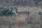 IMG_9088