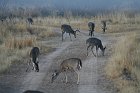 IMG_9102
