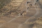 IMG_9115