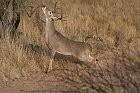 IMG_9129