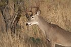 IMG_9130