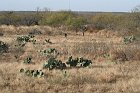 IMG_9138