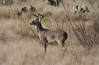 IMG_9168
