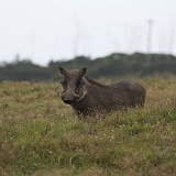 IMG_0515