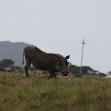 IMG_0518