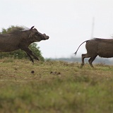 IMG_0531
