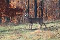 IMG_7484